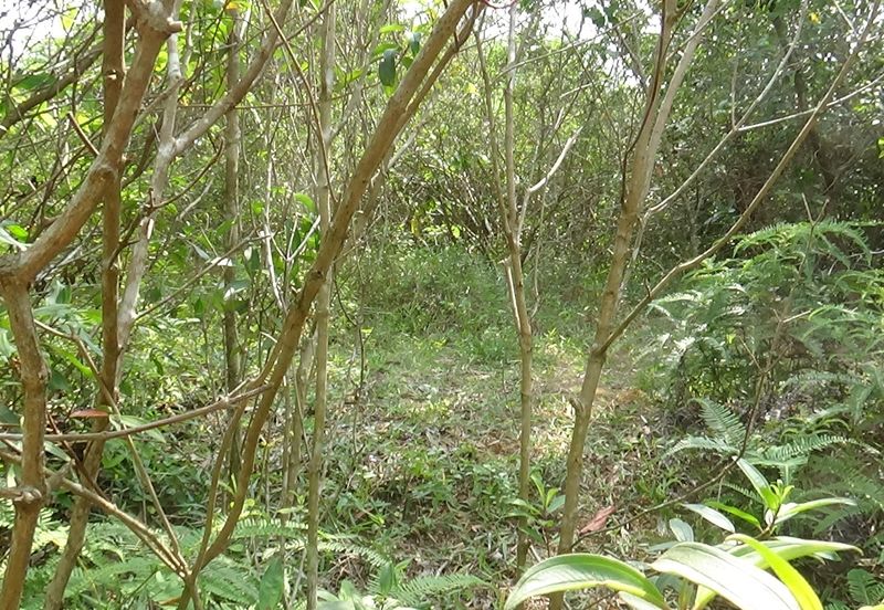 Vacant Bungalow Land