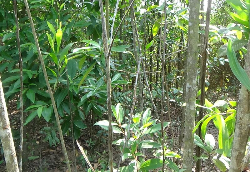 Vacant Bungalow Land