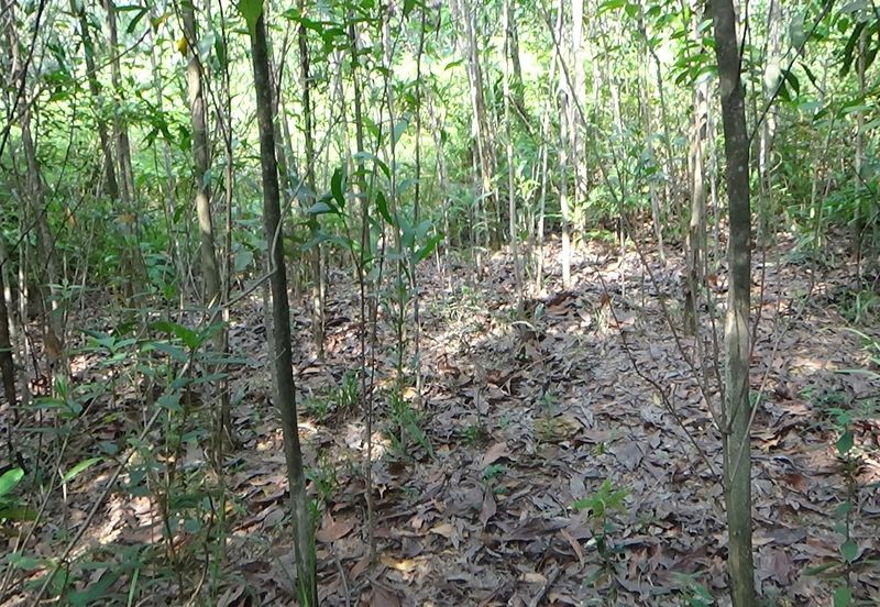 Vacant Bungalow Land
