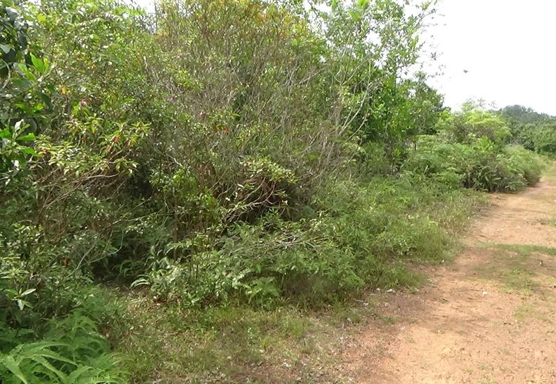 Vacant Bungalow Land