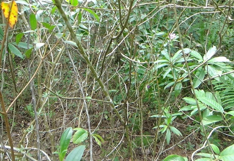 Vacant Bungalow Land