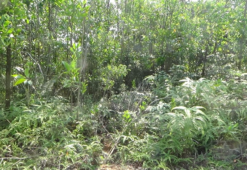 Vacant Bungalow Land