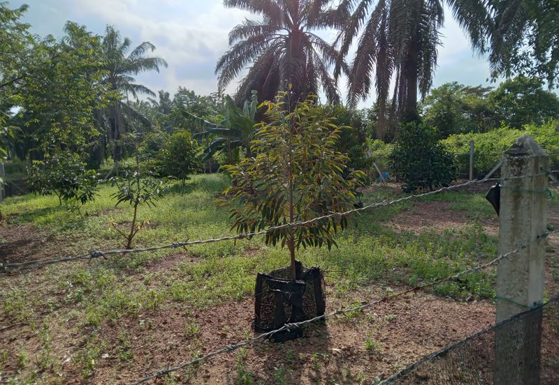 Vacant Bungalow Land