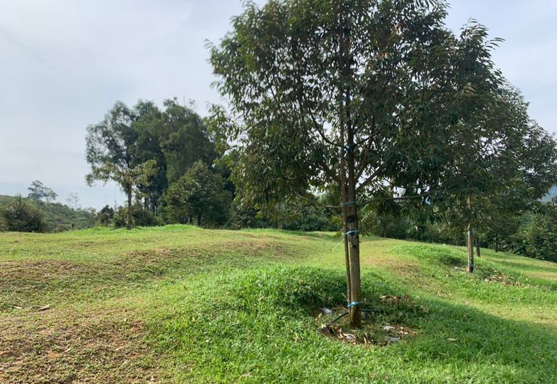 Kuala Pilah, Negeri Sembilan Durian Orchard For Sale