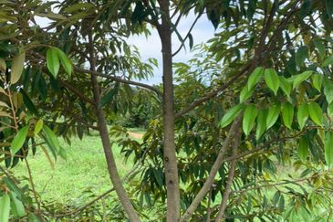 Kuala Pilah, Negeri Sembilan Durian Orchard For Sale