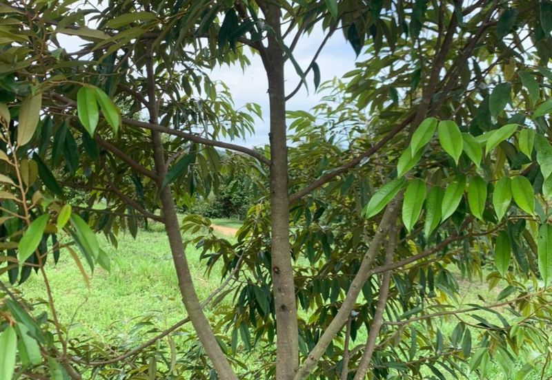 Kuala Pilah, Negeri Sembilan Durian Orchard For Sale