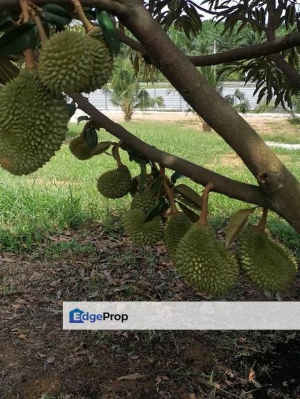 Kuala Pilah, Negeri Sembilan Durian Orchard For Sale, Negeri Sembilan, Kuala Pilah