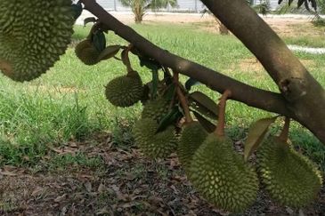Kuala Pilah, Negeri Sembilan Durian Orchard For Sale