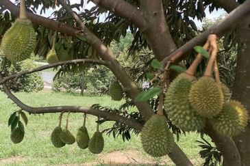 Kuala Pilah, Negeri Sembilan Durian Orchard For Sale