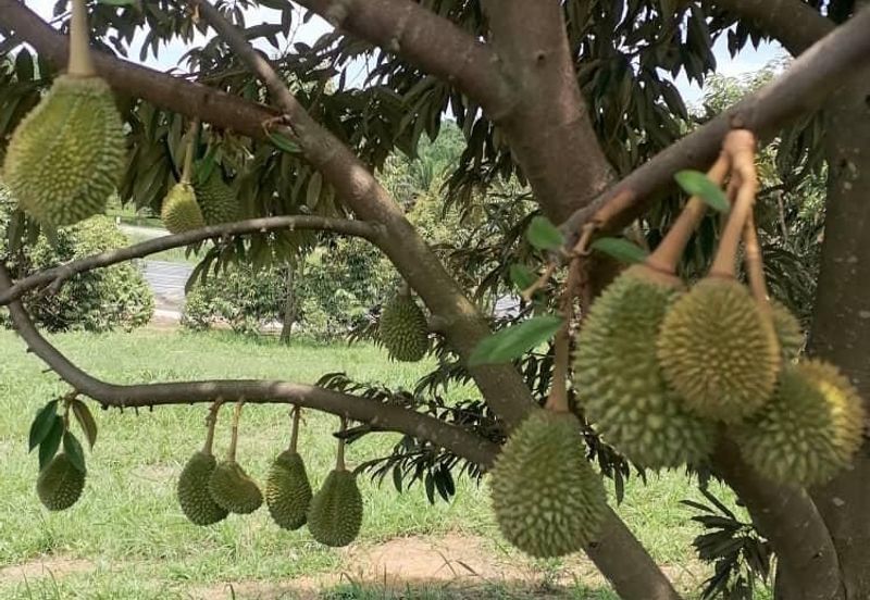 Kuala Pilah, Negeri Sembilan Durian Orchard For Sale