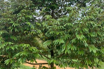 Kuala Pilah, Negeri Sembilan Durian Orchard For Sale