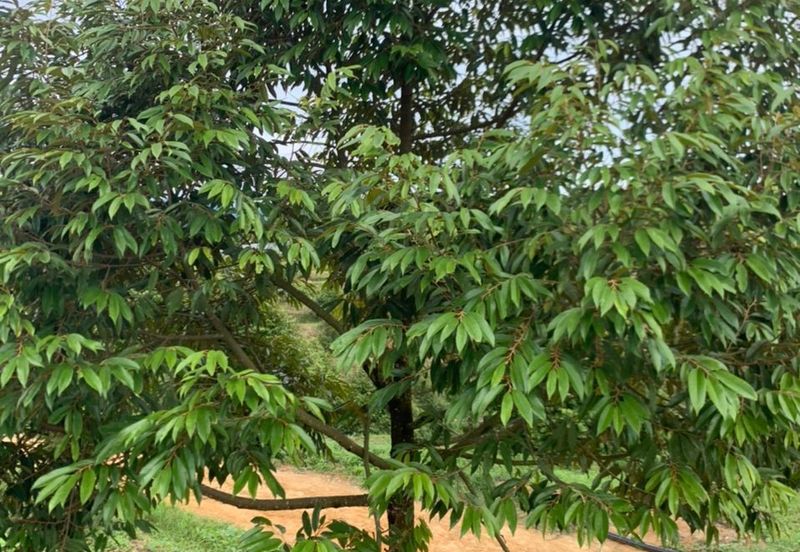 Kuala Pilah, Negeri Sembilan Durian Orchard For Sale