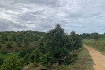 Kuala Pilah, Negeri Sembilan Durian Orchard For Sale
