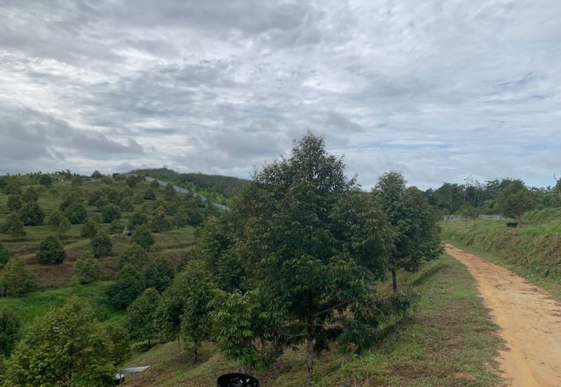 Kuala Pilah, Negeri Sembilan Durian Orchard For Sale