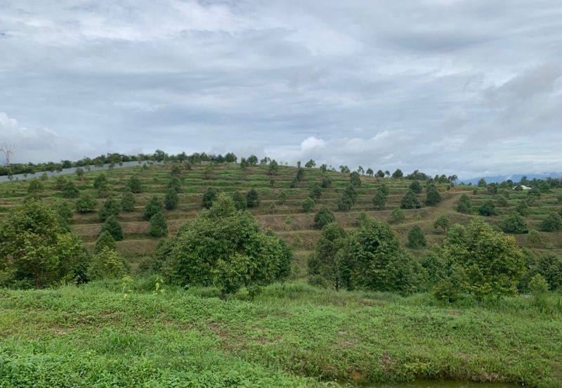 Kuala Pilah, Negeri Sembilan Durian Orchard For Sale