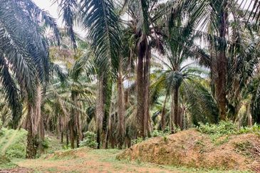 Agriculture Land@Seremban, Senawang, Rembau, Rantau For Sale