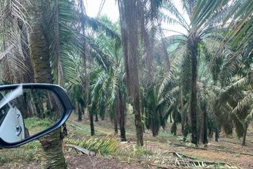 Agriculture Land@Seremban, Senawang, Rembau, Rantau For Sale