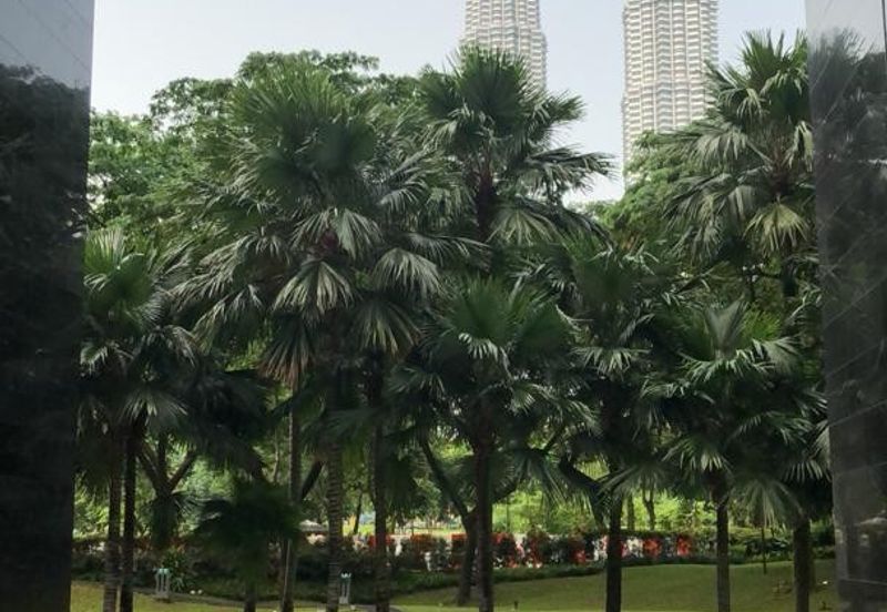 The Binjai on The Park