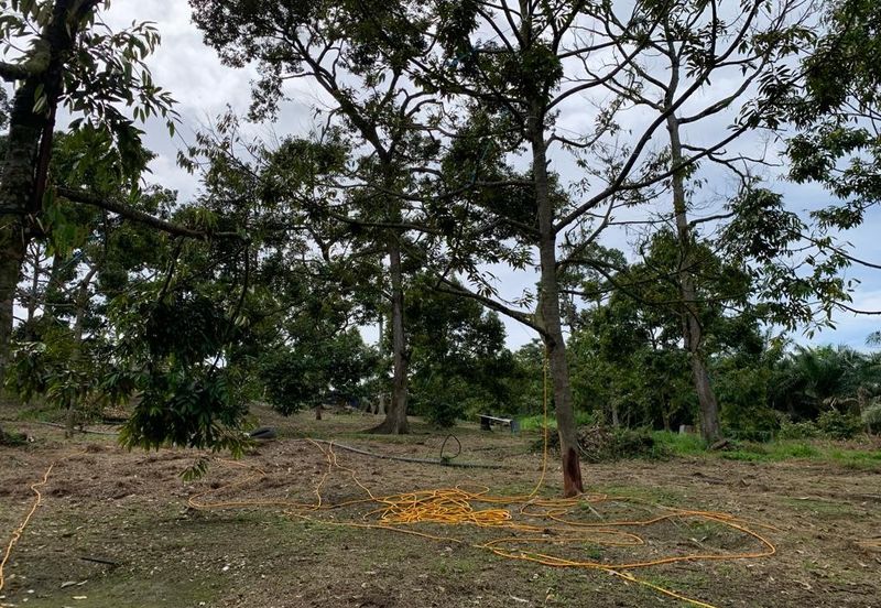 Bentong Pahang Durian farm for sale