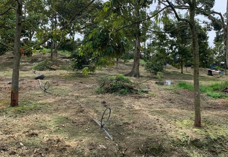 Bentong Pahang Durian farm for sale