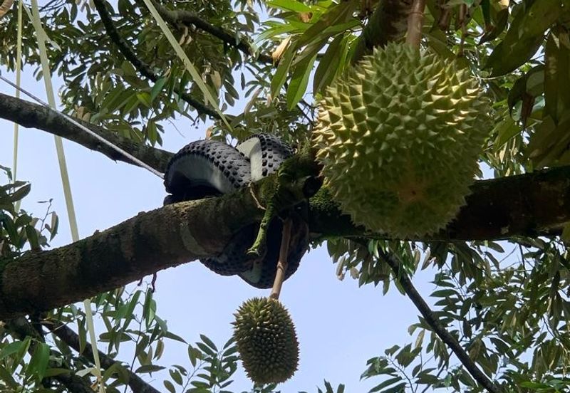 Bentong Pahang Durian farm for sale