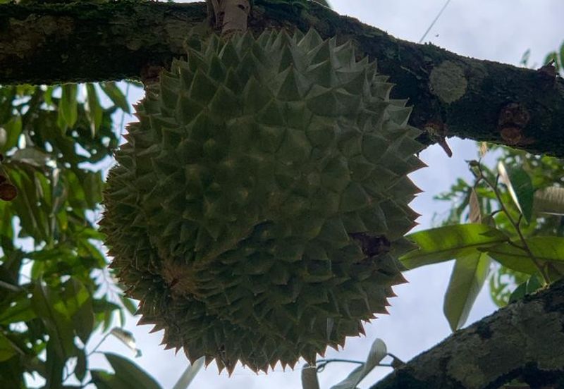 Bentong Pahang Durian farm for sale