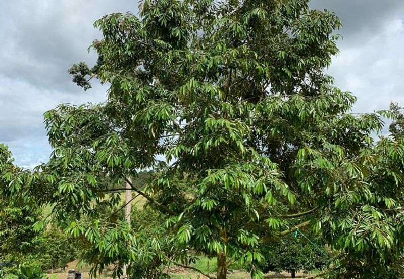 Bentong Pahang Durian farm for sale