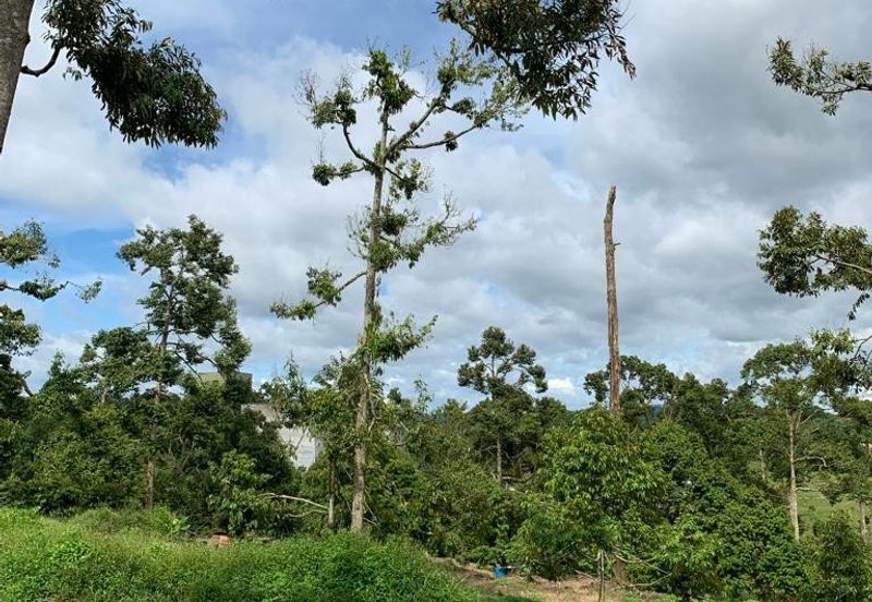 Bentong Pahang Durian farm for sale