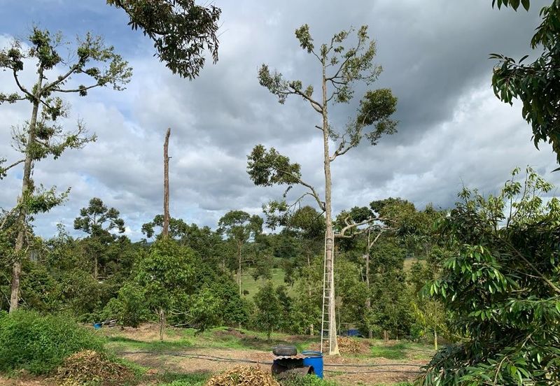 Bentong Pahang Durian farm for sale