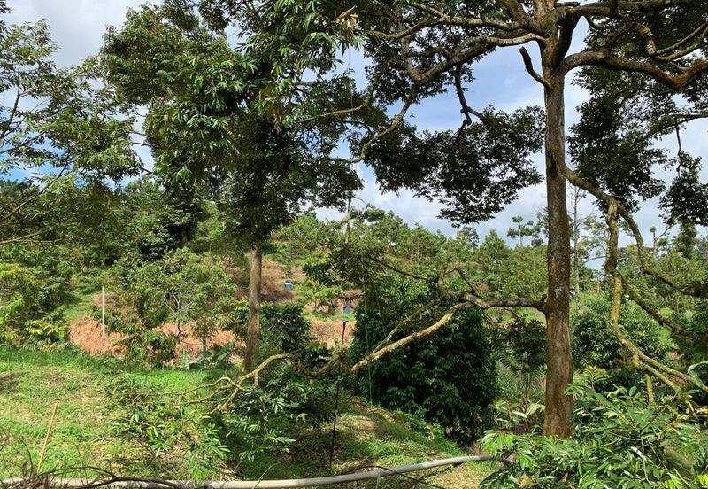 Bentong Pahang Durian farm for sale