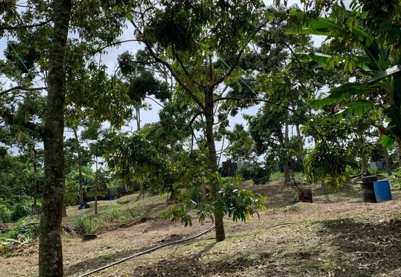 Bentong Pahang Durian farm for sale