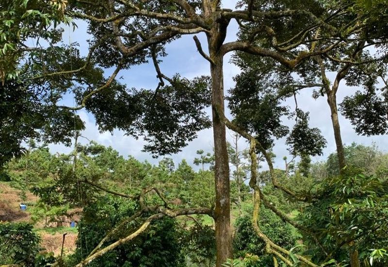 Bentong Pahang Durian farm for sale