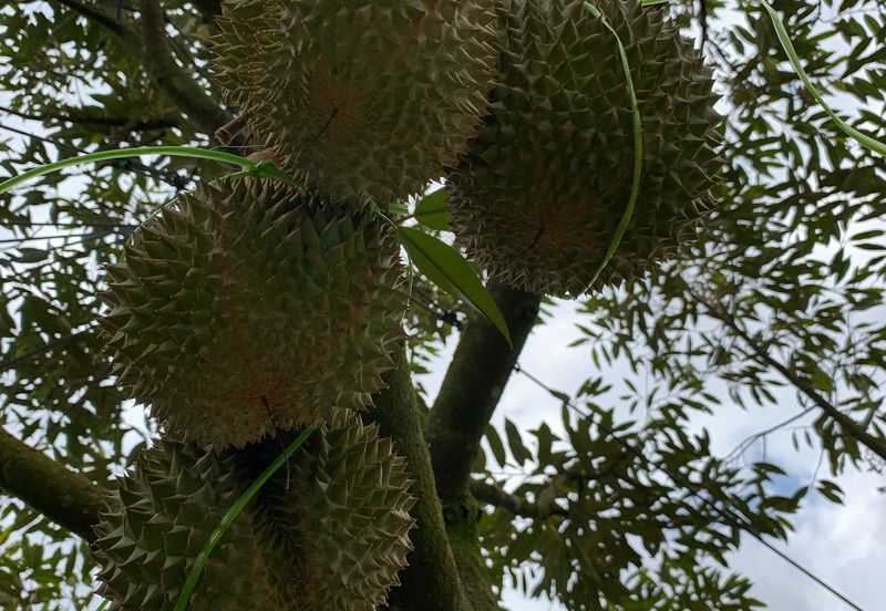 Raub, Bentong, Pahang Durian Orchard For Sale