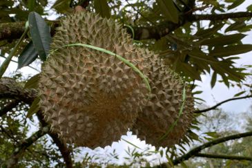 Raub, Bentong, Pahang Durian Orchard For Sale