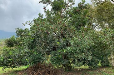 Raub, Bentong, Pahang Durian Orchard For Sale