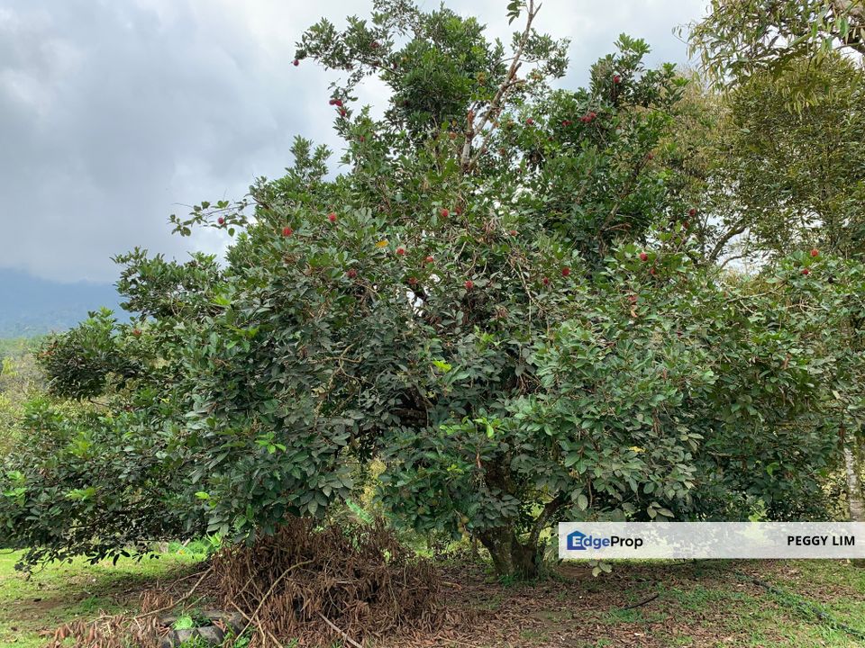 Raub, Bentong, Pahang Durian Orchard For Sale, Pahang, Raub
