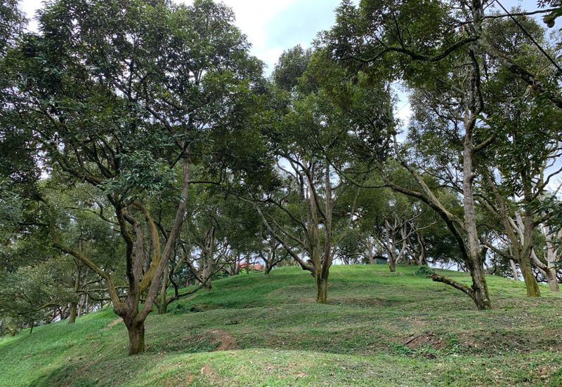Raub, Bentong, Pahang Durian Orchard For Sale