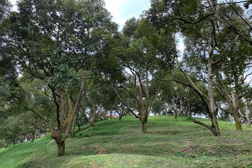 Raub, Bentong, Pahang Durian Orchard For Sale