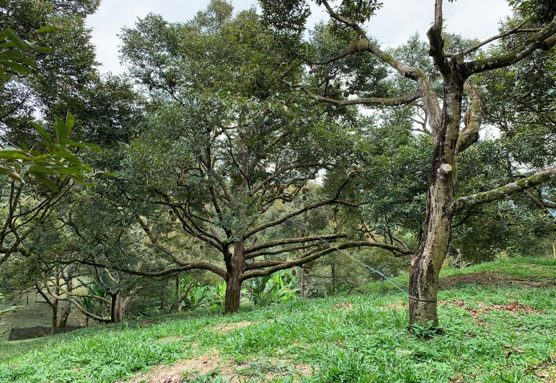 Raub, Bentong, Pahang Durian Orchard For Sale