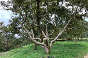 Raub, Bentong, Pahang Durian Orchard For Sale