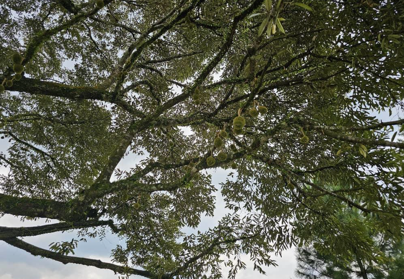 Resort Land @ Hulu Langat, Sungai Makau for Sale