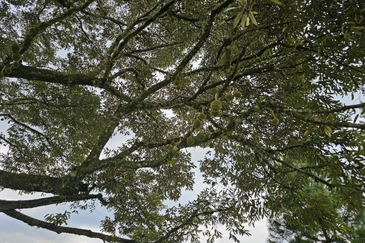 Resort Land @ Hulu Langat, Sungai Makau for Sale