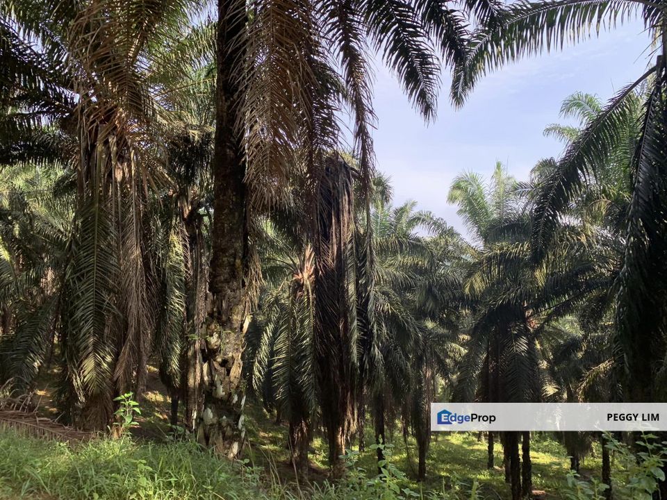 Muar, Bukit Bakri, Parit Sulong, Johor, Land For Sale, Johor, Muar