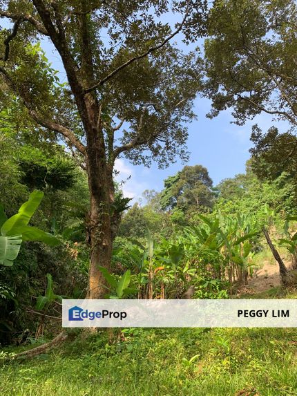 Penang Island Durian Farm For Sale, Near Kek Lok Si Temple, Penang, Penang Hill