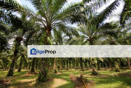 100 Acres Palm Oil Land Pontian, Johor for Sale, Johor, Pontian
