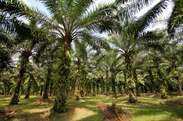 100 Acres Palm Oil Land Pontian, Johor for Sale
