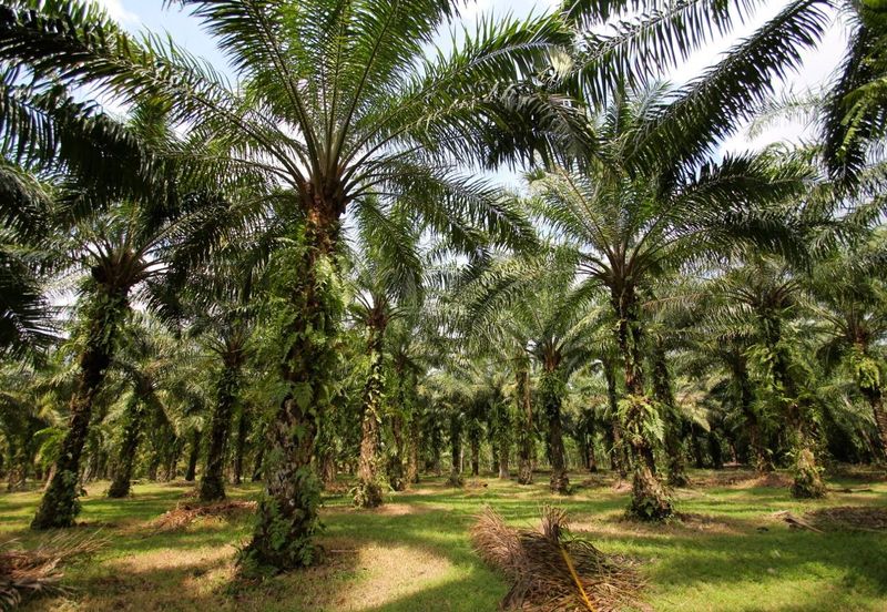100 Acres Palm Oil Land Pontian, Johor for Sale