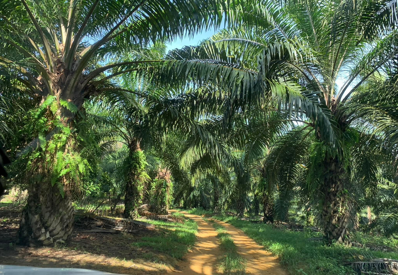 Baling, Kedah, Oil Palm Plantation For Sale
