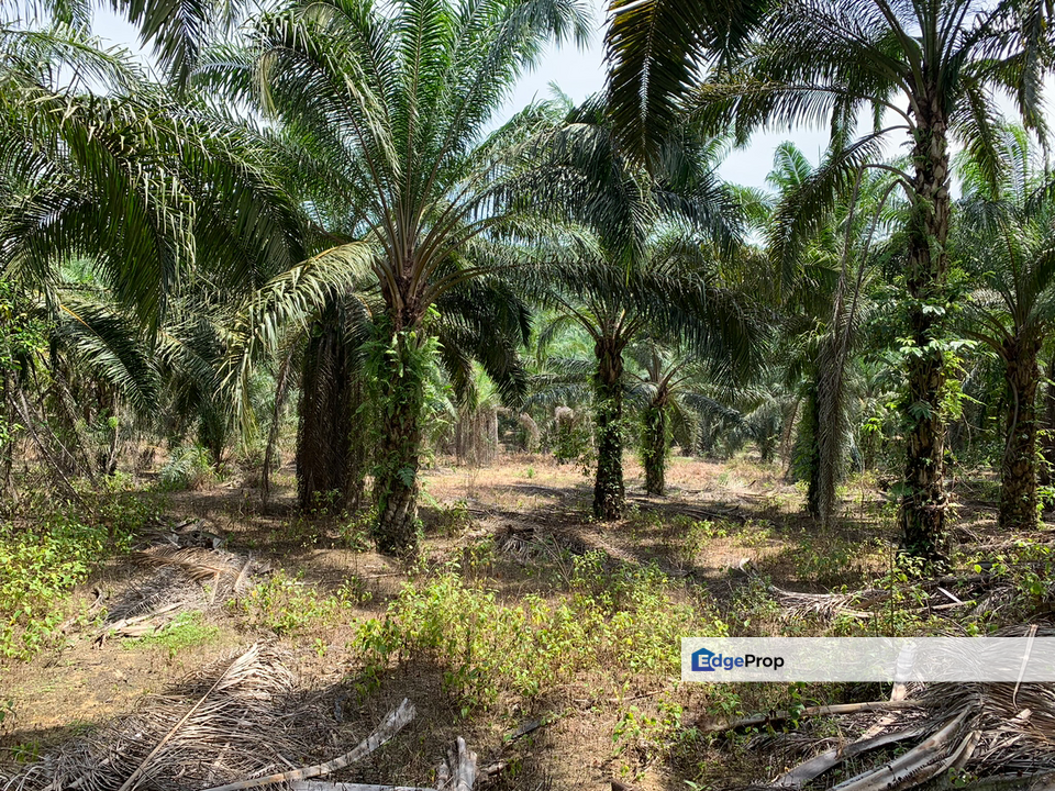Baling, Kedah, Oil Palm Plantation For Sale, Kedah, Baling
