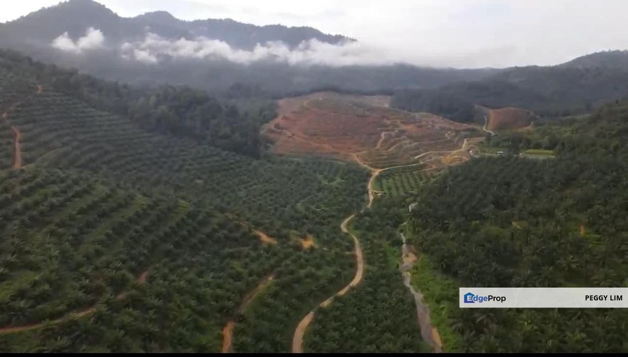 Sungai Siput, Kuala Kangsar, Perak, 888 Acres Oil Palm Plantation, Perak, Kuala Kangsar